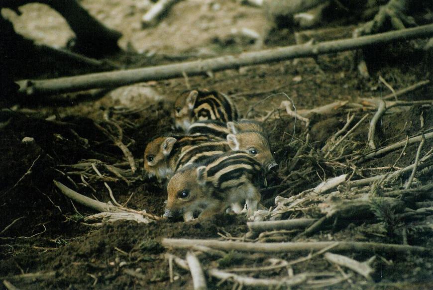  Image name: 32 Cinghiale.jpg 
 width: 870 pixel 
 height: 583 pixel 
 Size: 97753 bytes 
 Click to enlarge 